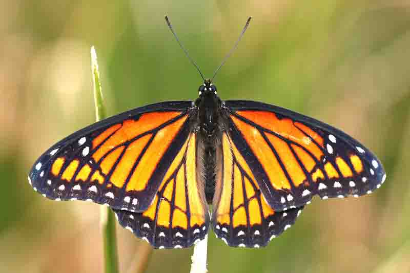 viceroy butterfly (Limenitis archippus)_