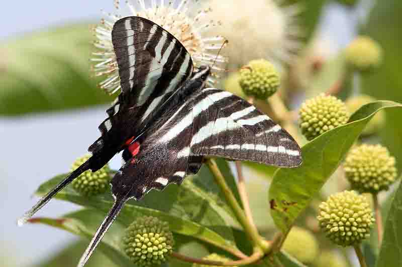 Zebra Swallowtail butterfly, Eurytides marcellus