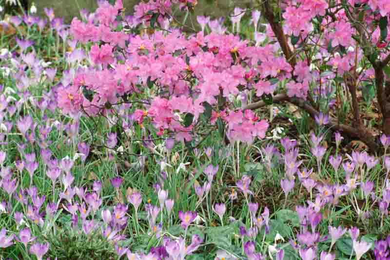 RHODODENDRON PRAECOX AND CROCUS TOMMASINIANUS