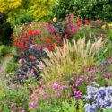 Dahlia garden, Dahlia companion plants