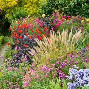 Dahlia garden, Dahlia companion plants