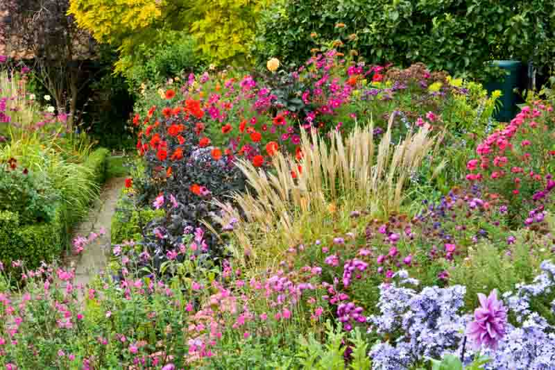 Dahlia garden, Dahlia companion plants