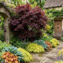 A Burgundy and Gold Front Garden, Acer palmatum 'Bloodgood', Hakonechloa macra 'Aureola', Hosta 'Halcyon', Heuchera 'Caramel'