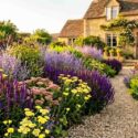 A Heat-Loving, Low-Water Perennial Border with Salvia yangii (Russian sage), Achillea 'Moonshine', Salvia nemorosa 'Caradonna', Hylotelephium 'Autumn Joy'
