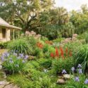 A Lush Florida Native Rain Garden with Colorful Blooms, Iris virginica, Lobelia cardinalis, Asclepias incarnata, Tripsacum dactyloides