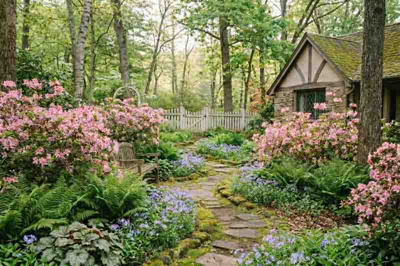 A Romantic Native Woodland Garden with Pink Azaleas. Rhododendron periclymenoides, Phlox divaricata, Heuchera americana, Polystichum acrostichoides