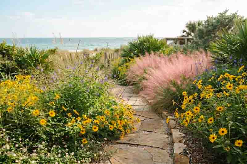 A Sunny Florida Coastal Garden with Native Flowers. Plants include Helianthus debilis, Stachytarpheta jamaicensis, Muhlenbergia capillaris, Phyla nodiflora