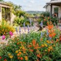 Texas Hummingbird Garden with Long-Lasting Color. Plants include Anisacanthus quadrifidus var. wrightii, Pavonia lasiopetala, Salvia farinacea, lantana urticoides