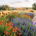 A Vibrant Texas Native Prairie Border for Pollinators withGaillardia pulchella, Ratibida columnifera, Salvia farinacea, Schizachyrium scoparium