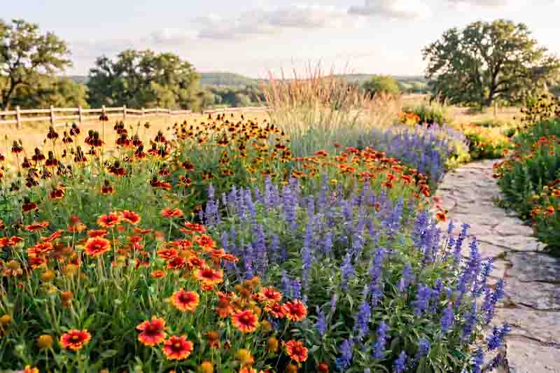 A Vibrant Texas Native Prairie Border for Pollinators withGaillardia pulchella, Ratibida columnifera, Salvia farinacea, Schizachyrium scoparium