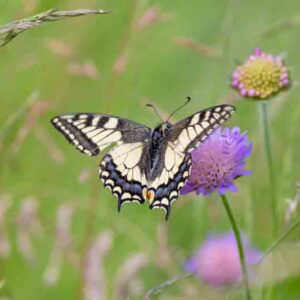 A swallowtail butterfly perched on a tiny flower in the grass