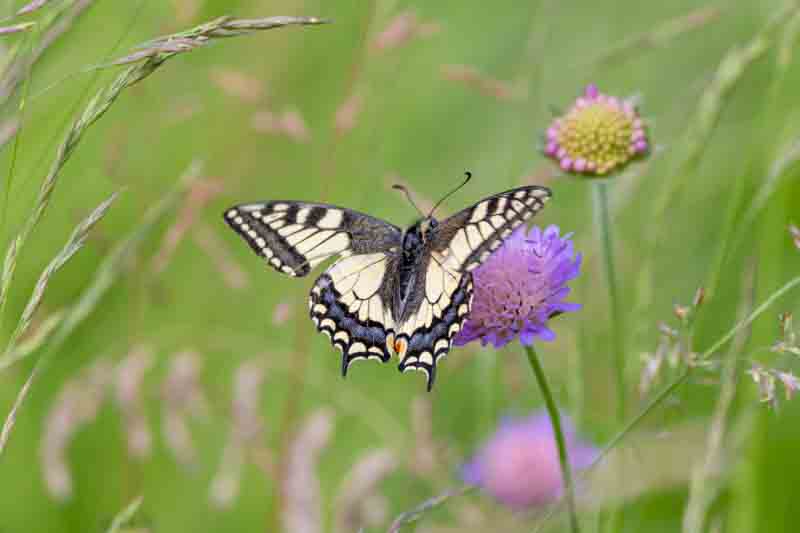 A swallowtail butterfly perched on a tiny flower in the grass