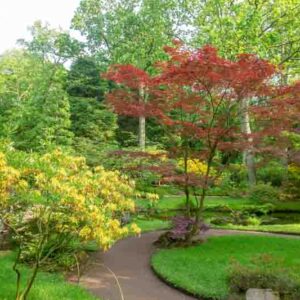 Red leaves of japanese maple and yellow rhododendron blossom in japanese garden