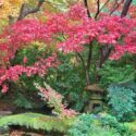 Japanese garden in the rain in autumn