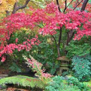 Japanese garden in the rain in autumn