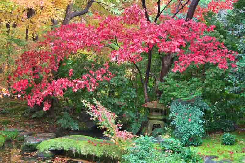 Japanese garden in the rain in autumn