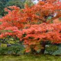 Red Japanese maple in the fall, Acer palmatum