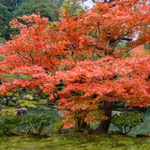 Red Japanese maple in the fall, Acer palmatum