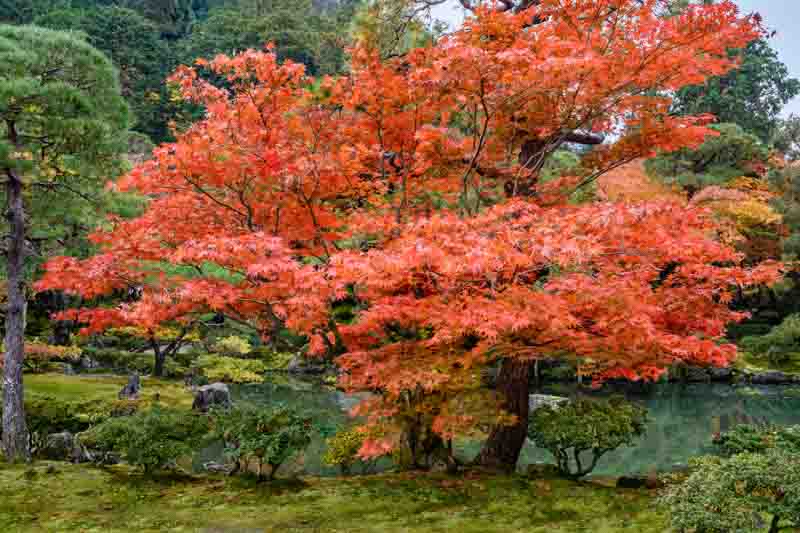 Red Japanese maple in the fall, Acer palmatum
