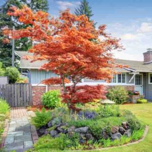 Acer palmatum, Small Japanese Maple tree in a sunny garden