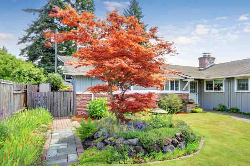 Acer palmatum, Small Japanese Maple tree in a sunny garden