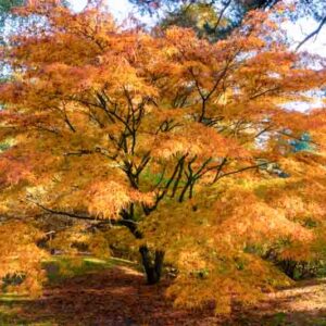 Bright yellow Japanese maple in the fall, Acer palmatum