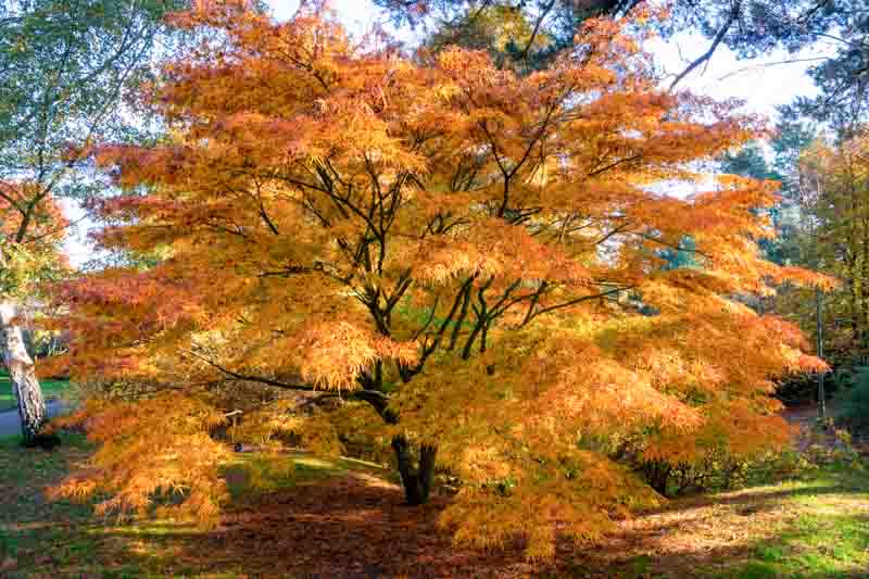Bright yellow Japanese maple in the fall, Acer palmatum