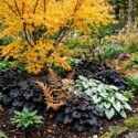 Golden Japanese Maple Woodland Garden with Acer palmatum 'Orange Dream', Heuchera 'Obsidian', Brunnera macrophylla 'Jack Frost', Dryopteris erythrosora