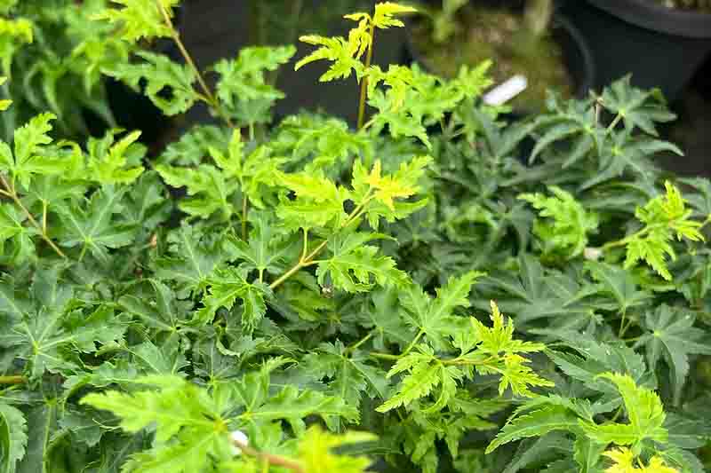 Japanese Maple Tree Design Acer palmatum 'Shishigara' (Japanese Maple) - Growing Guide