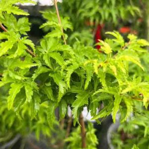 Acer palmatum 'Shishigashira', Lion's Head Japanese Maple