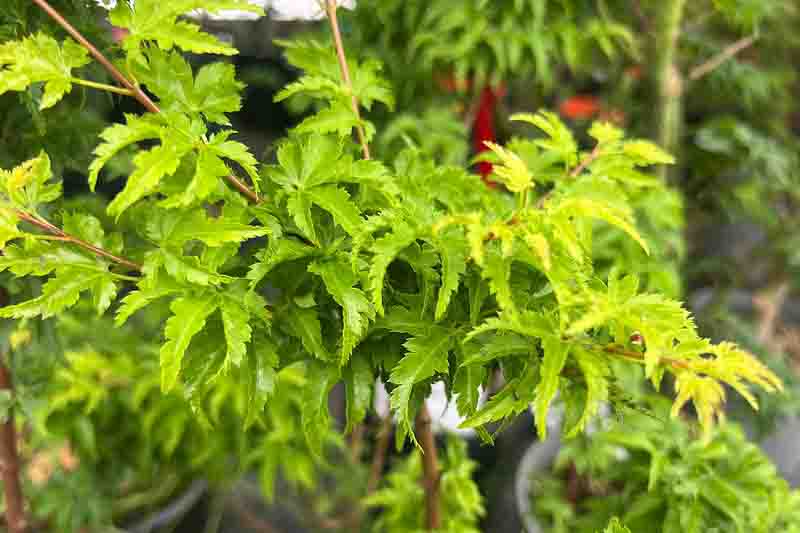 Acer palmatum 'Shishigashira', Lion's Head Japanese Maple