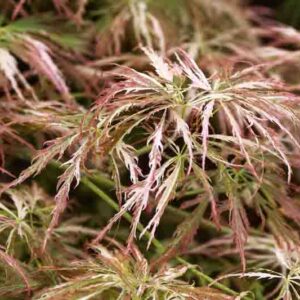 Acer palmatum Toyama-nishiki, Variegated Japanese Maple Foliage