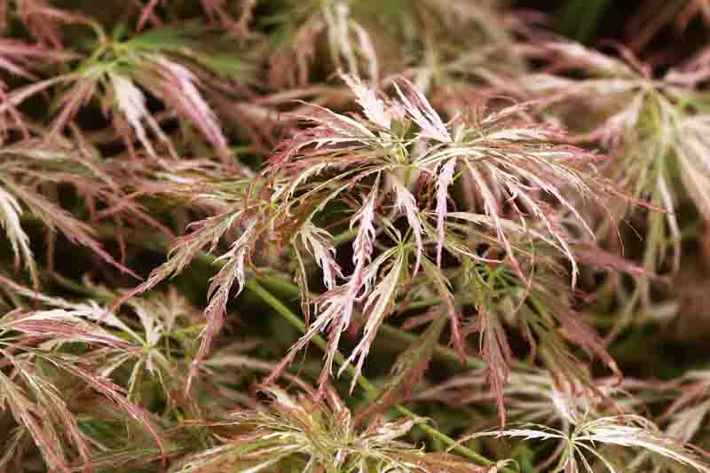 Acer palmatum Toyama-nishiki, Variegated Japanese Maple Foliage