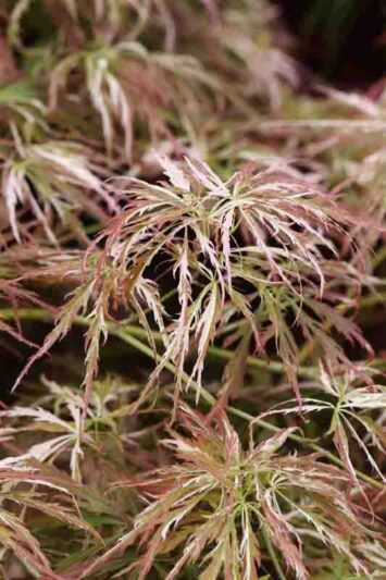 Acer palmatum Toyama-nishiki, Variegated Japanese Maple Foliage