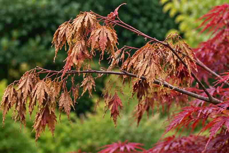 Acer palmatum Branch Dieback
