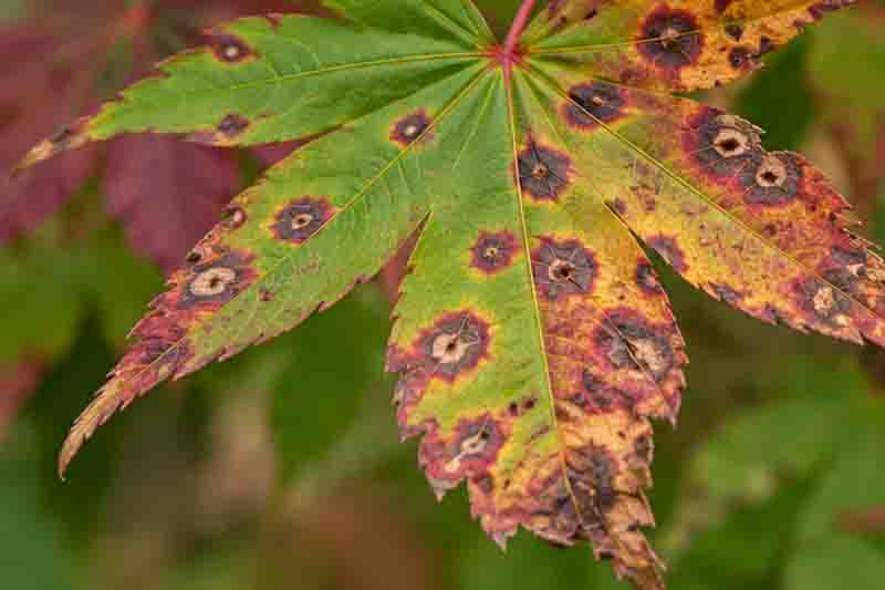 Acer palmatum Leaf Spots