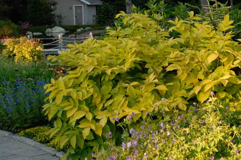 Aralia cordata 'Sun King' gold yellow foliage