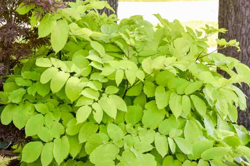 Aralia cordata 'Sun King' chartreuse foliage