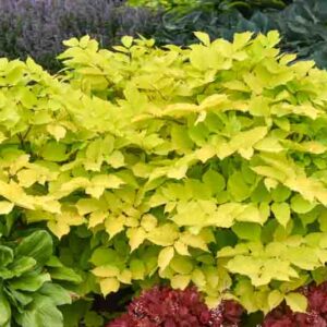 Aralia cordata 'Sun King' gold yellow foliage