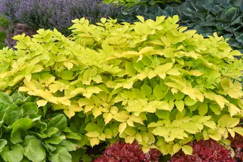 Aralia cordata 'Sun King' gold yellow foliage
