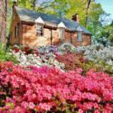 Colorful Azaleas in spring time
