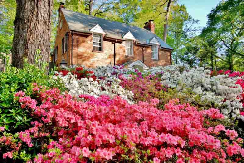 Colorful Azaleas in spring time