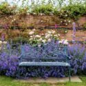 Beautiful bench near colorful blooming purple Nepeta flowers and climbing roses