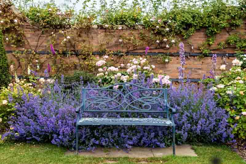 Beautiful bench near colorful blooming purple Nepeta flowers and climbing roses