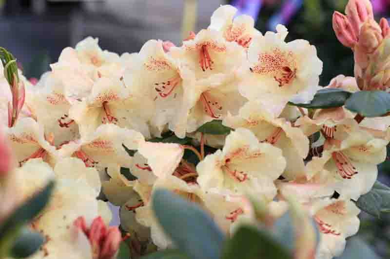 Beautiful blooming rhododendron in sunny April