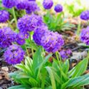 Beautiful purple Primula denticulata flowers in spring garden, Drumstick Primrose