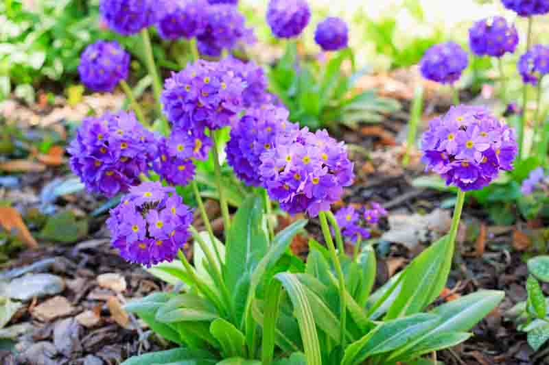 Beautiful purple Primula denticulata flowers in spring garden, Drumstick Primrose