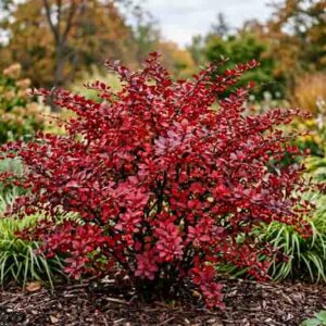 Berberis thunbergii Cherry Bomb, Japanese Baerberry red foliage