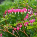 Bleeding heart flowers (Dicentra spectabils) in a spring garden