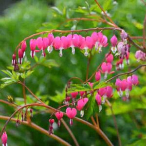 Bleeding heart flowers (Dicentra spectabils) in a spring garden